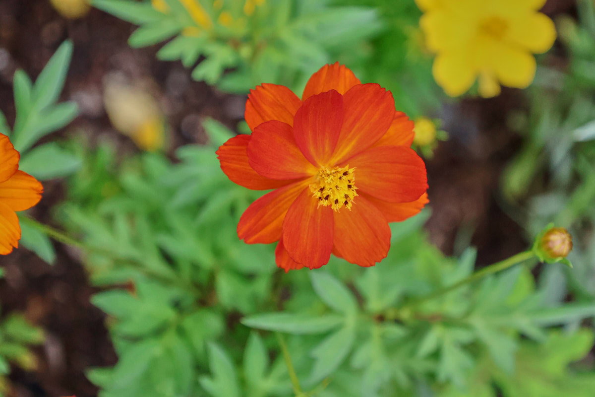 cosmic red cosmos plants growing in a garden