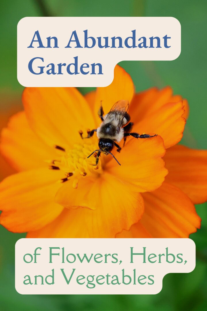 a labeled photo of a bumblebee on an orange cosmos flower