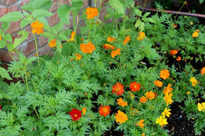 flowering cosmos plants and sunflower plants growing in a garden