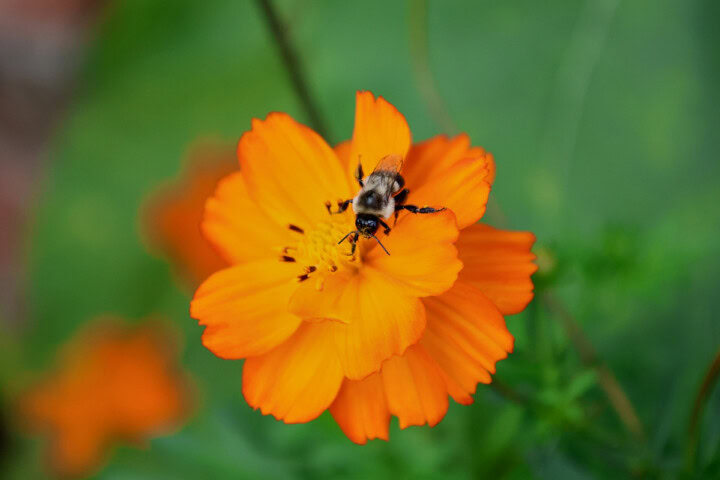 a cosmos flower with a bumblebee on it
