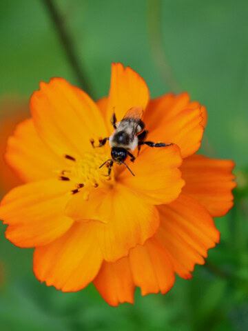 a closeup of a bumblebee on an orange cosmos flower