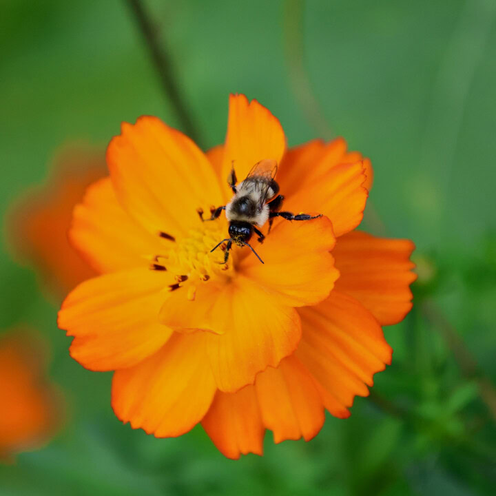 a closeup of a bumblebee on an orange cosmos flower