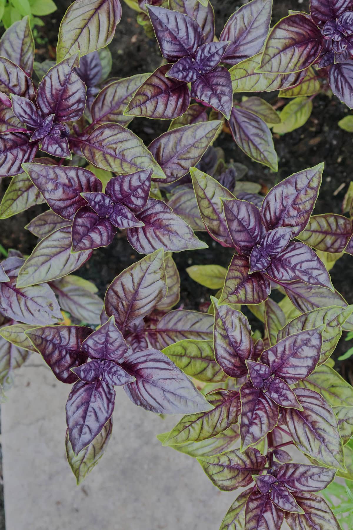 crimson king basil plants growing in a garden