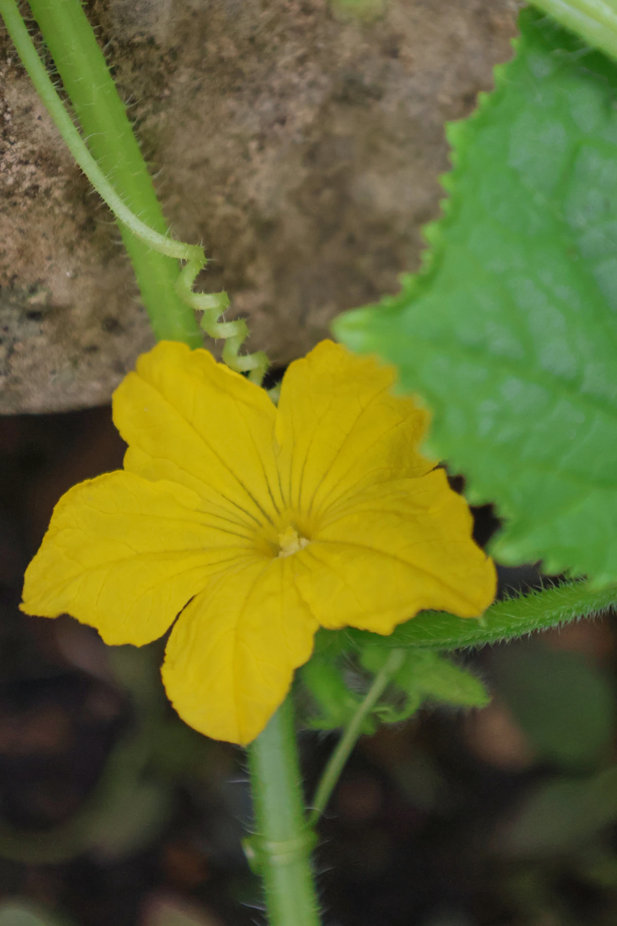a flowering cucumber vine growing in a garden