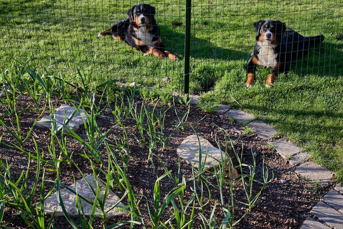 2 dogs sitting outside of a netted garden bed with garlic plants growing in it