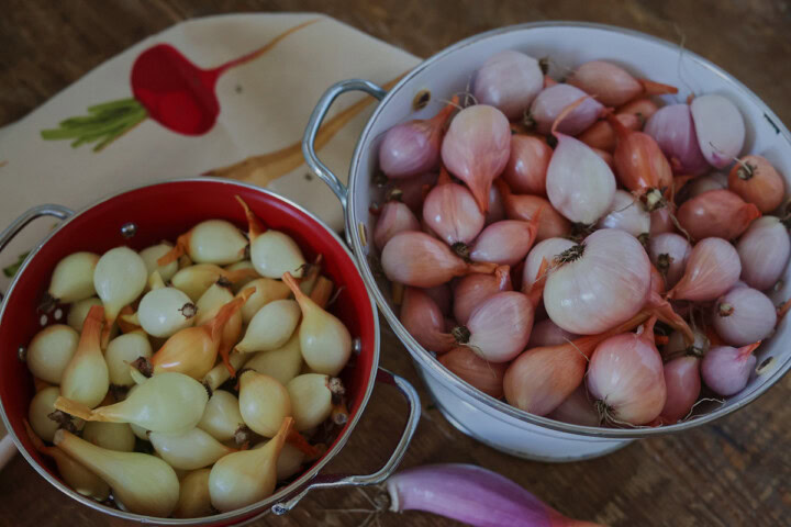 dutch yellow and red shallots in colanders with a kitchen towel in the background
