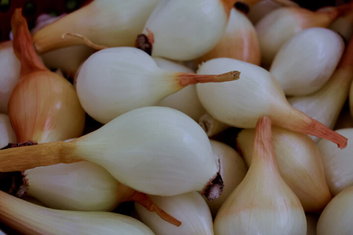 freshly-harvested dutch yellow shallots