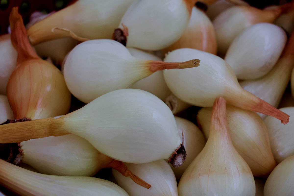 freshly-harvested dutch yellow shallots
