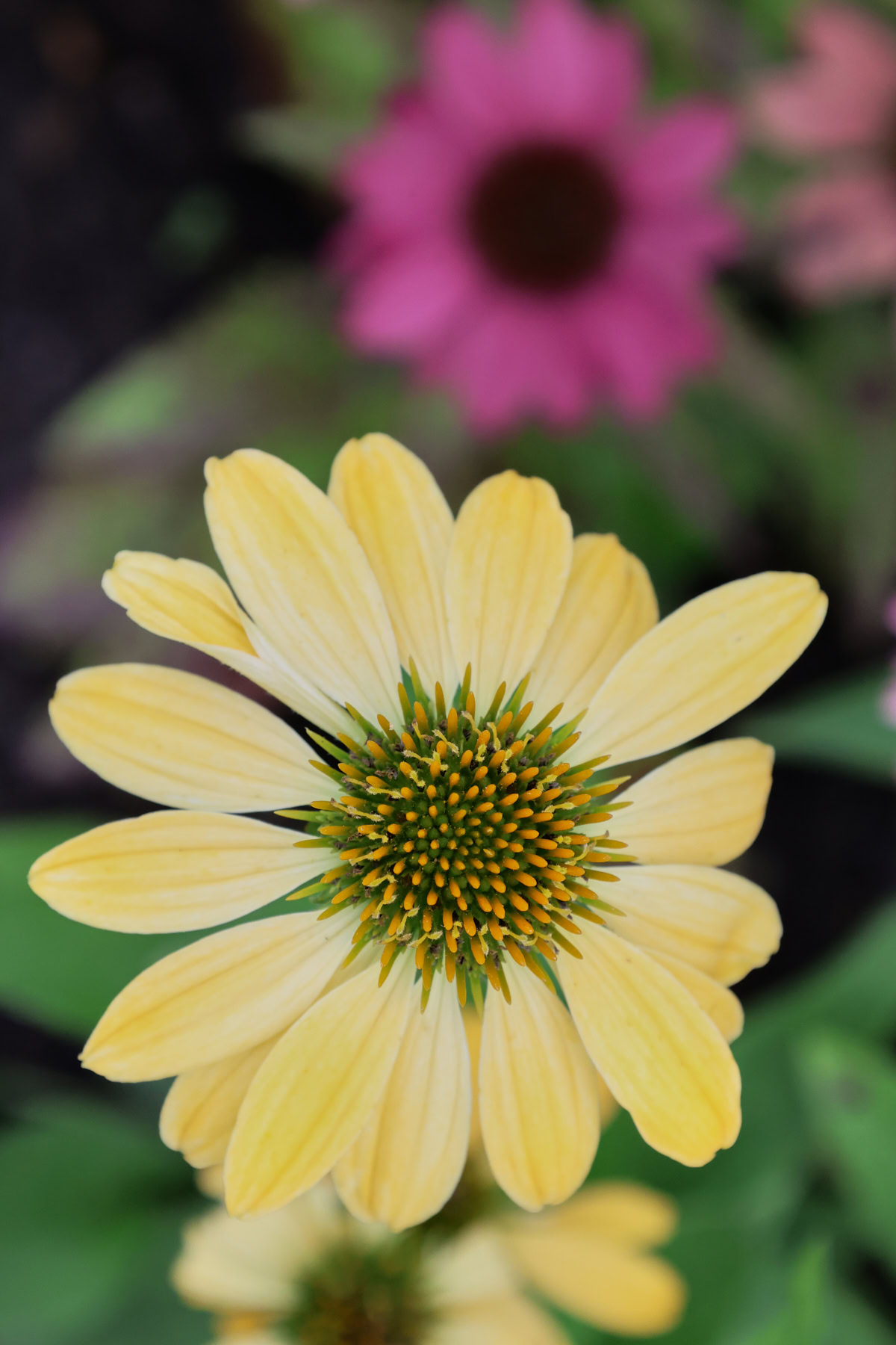 flowering cheyenne spirit echinacea plants growing in a garden