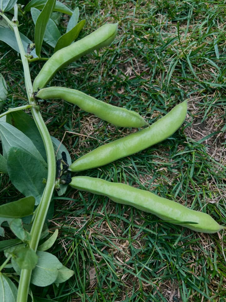 fava bean pods and a stem lying down on the grass