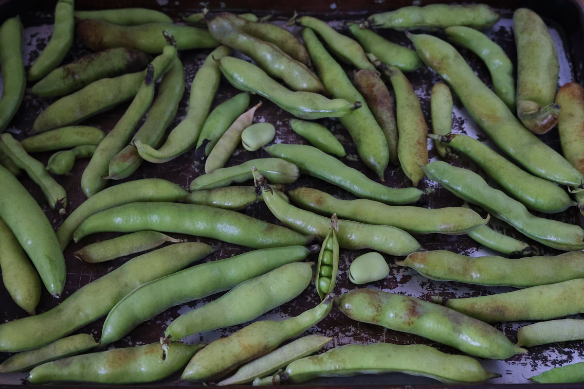 fava bean and pea pods drying on a baking sheet