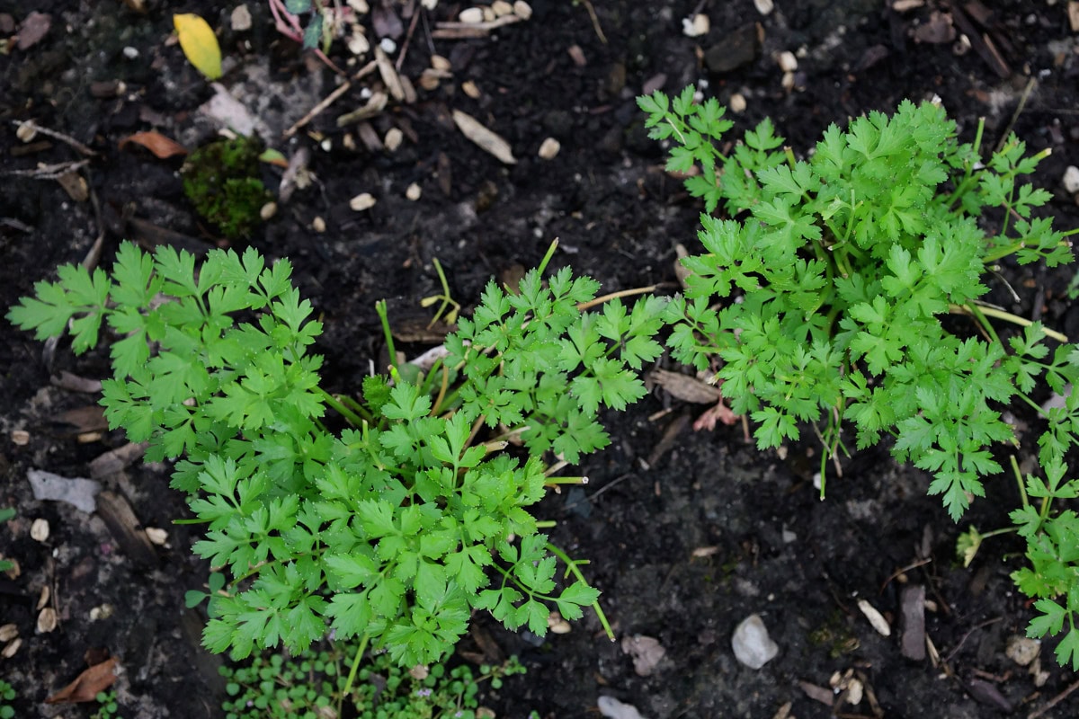 flat leaf Italian parsley plants growing in a garden
