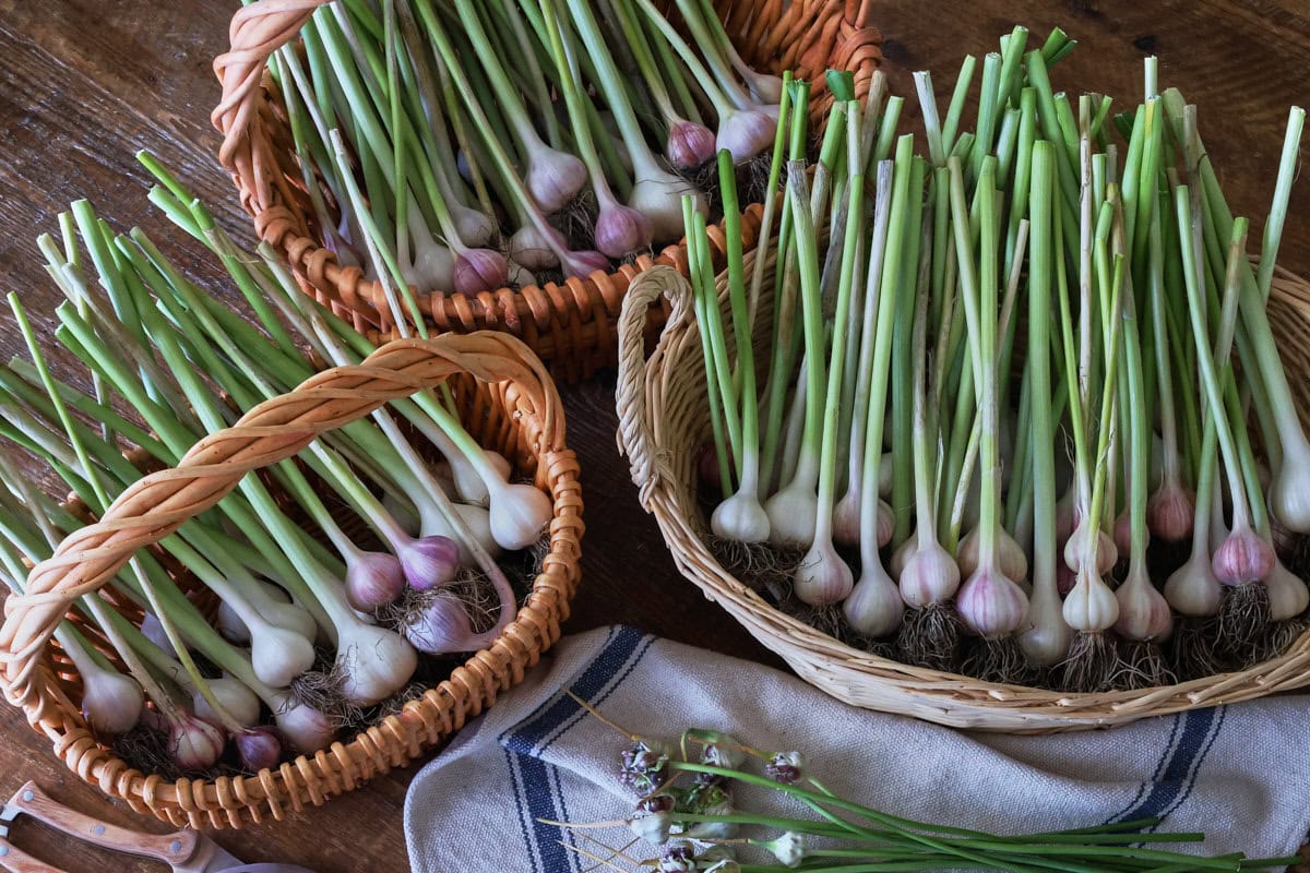 freshly-harvested garlic heads with stems on them in baskets on a table with pruning sheers, garlic scapes, and a kitchen towel