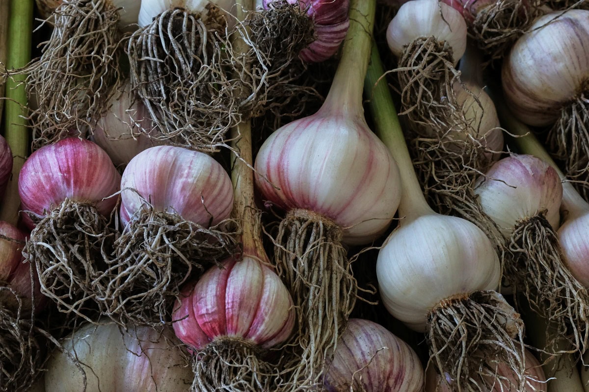 a closeup of freshly-harvested garlic heads