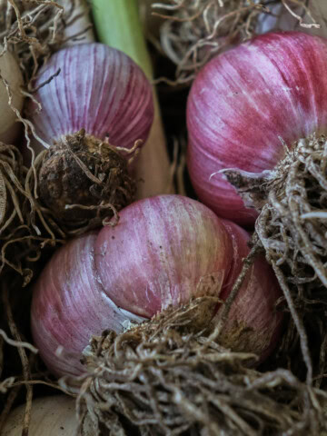 freshly-harvested garlic heads