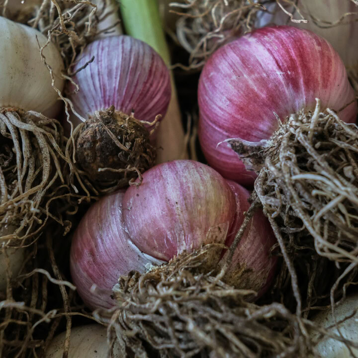 freshly-harvested garlic heads