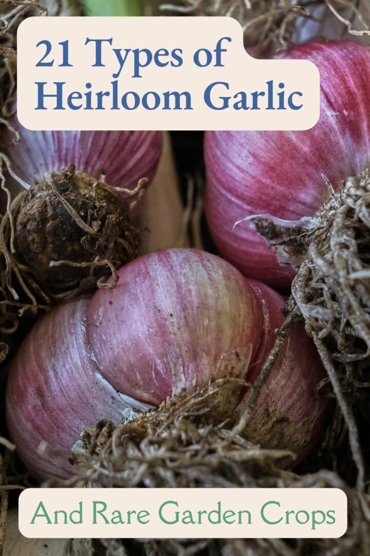 a labeled photo of freshly-harvested garlic heads