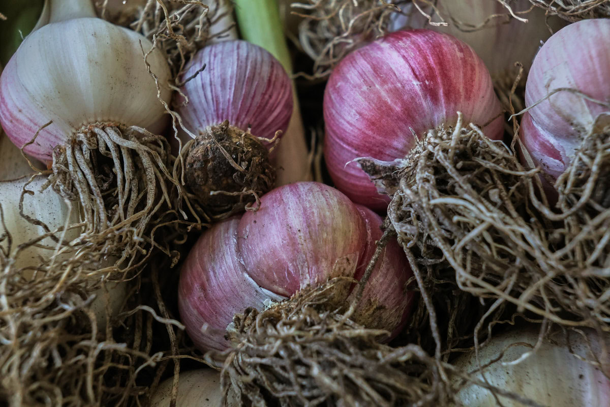 a closeup shot of freshly-harvested garlic heads