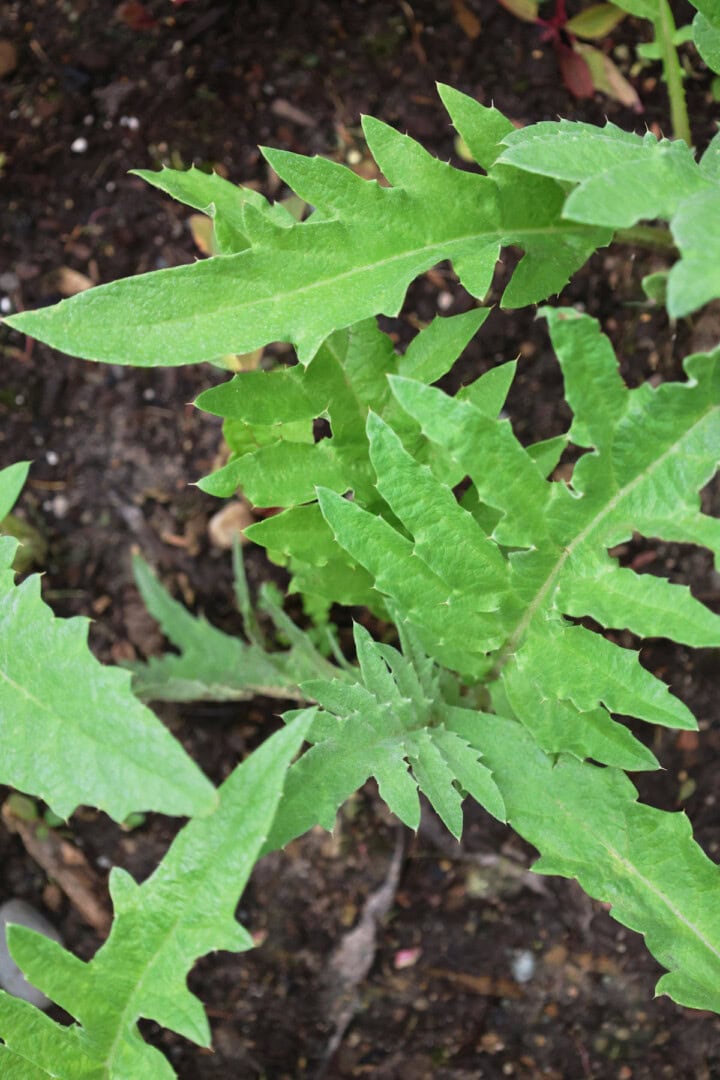 gobbo di nizzia cardoon plants growing in a garden