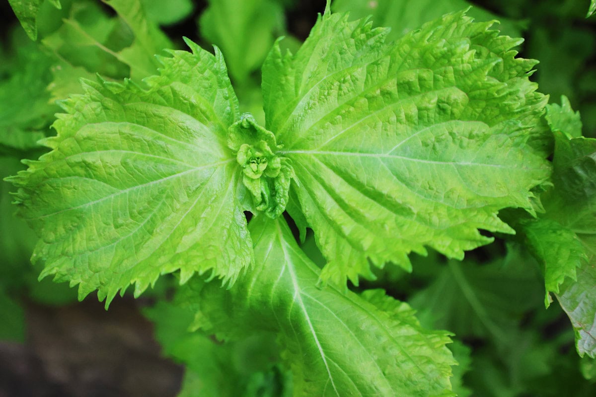 green shiso plants growing in a garden
