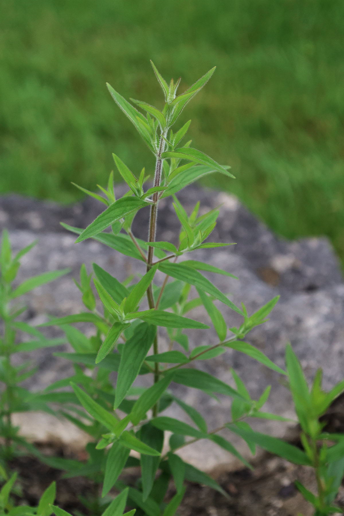 hairy mountain mint plants growing in a garden