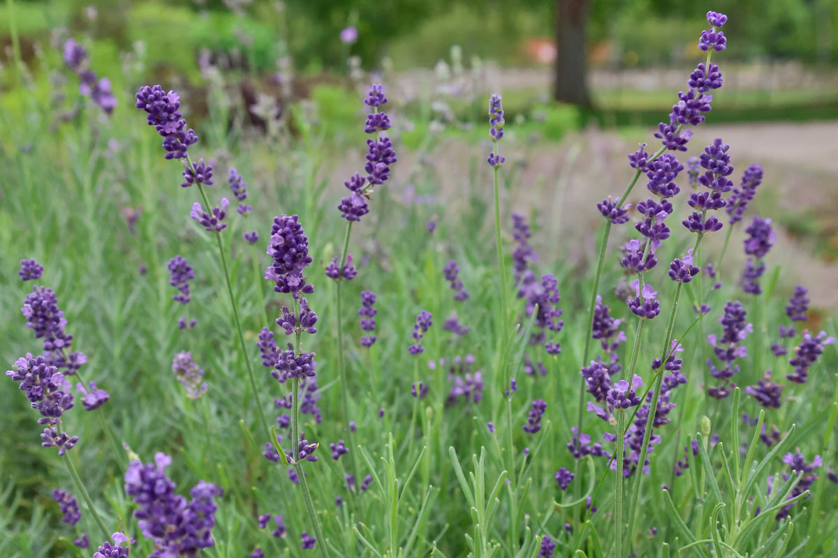 hidcote lavender plants growing in a garden