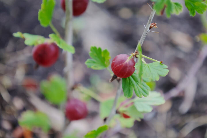 hinnomaki red gooseberry plants growing in a garden