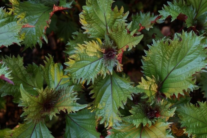 hojiso shiso plants growing in a garden