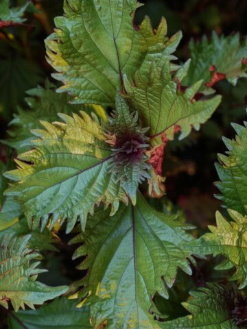 hojiso shiso plants growing in a garden