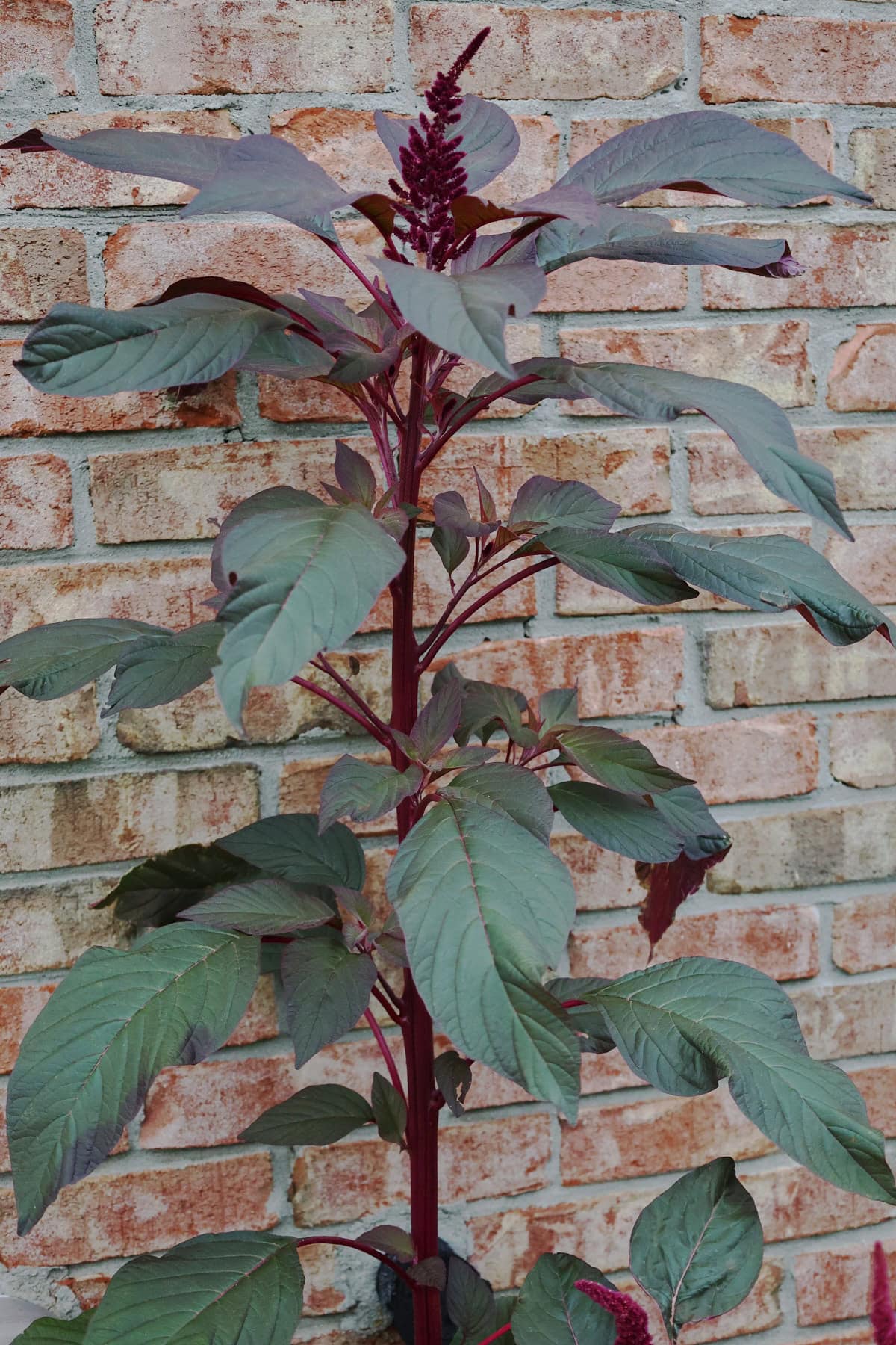 a hopi red dye amaranth plant growing in a garden