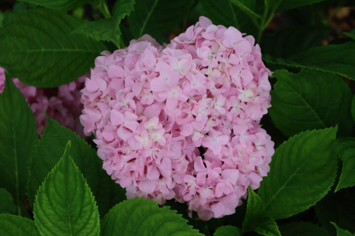 hydrangea plants growing in a garden