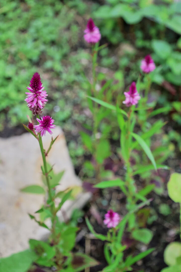 lagos spinach plants growing in a garden