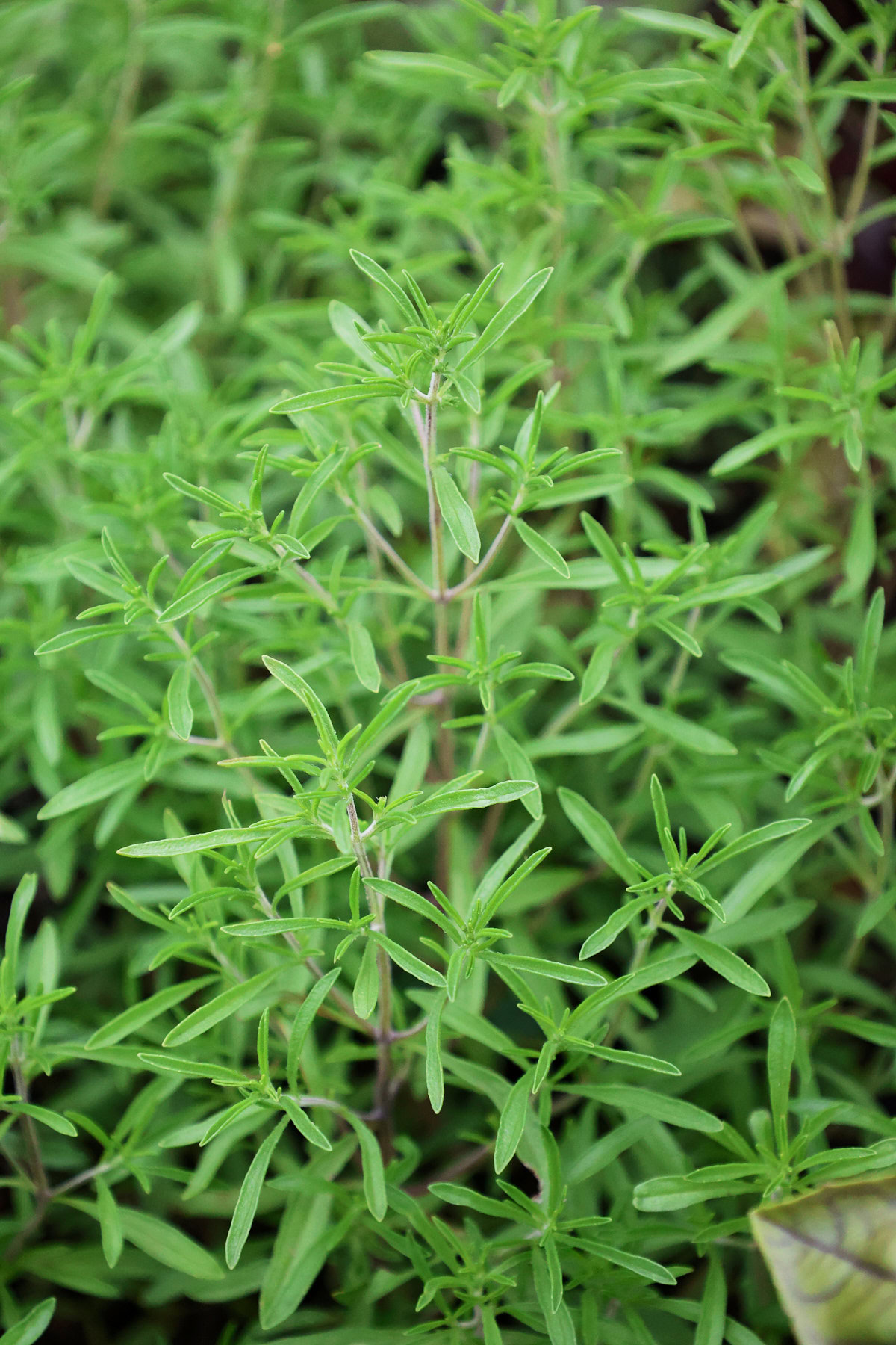 lebanese za'atar thyme summer savory plants growing in a garden