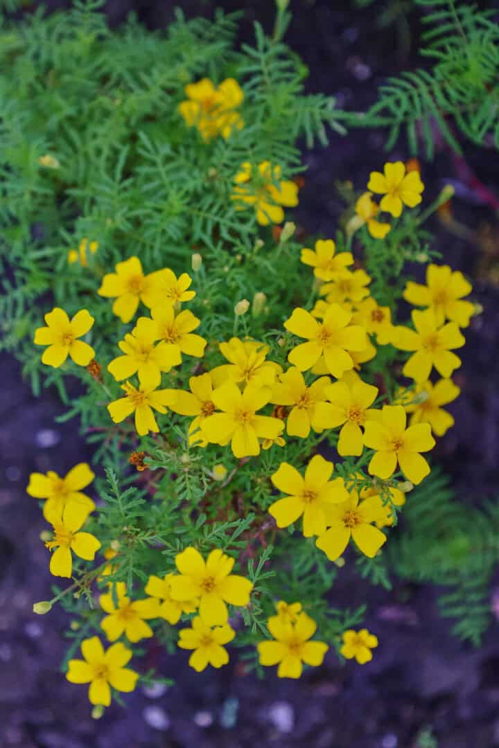 lemon gem marigold plants growing in a garden