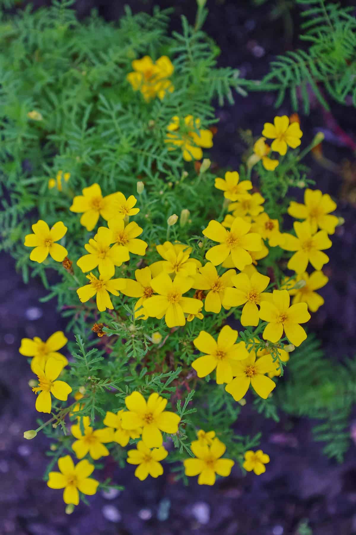 lemon gem marigold plants growing in a garden