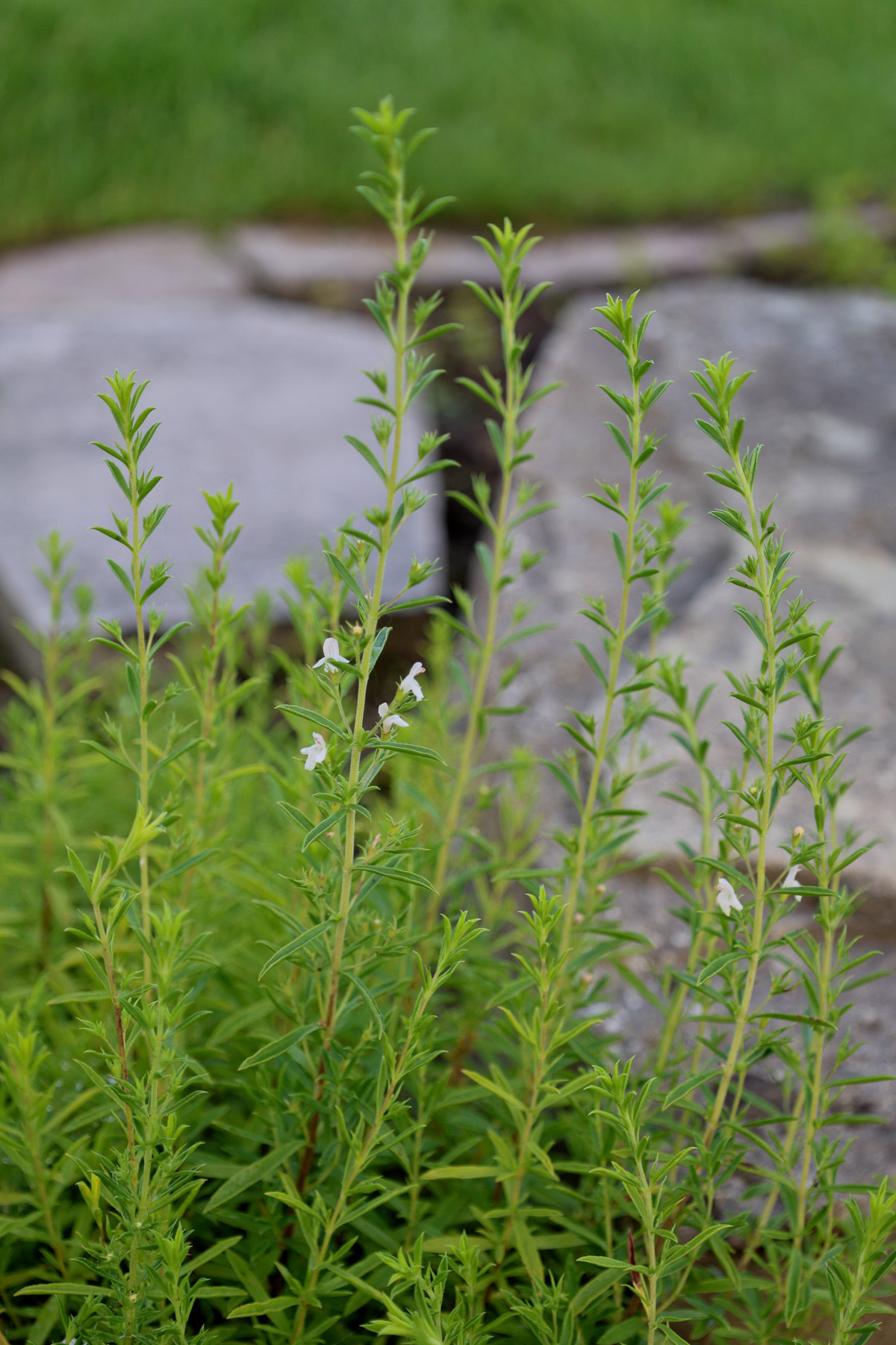 lemon savory plants growing in a garden