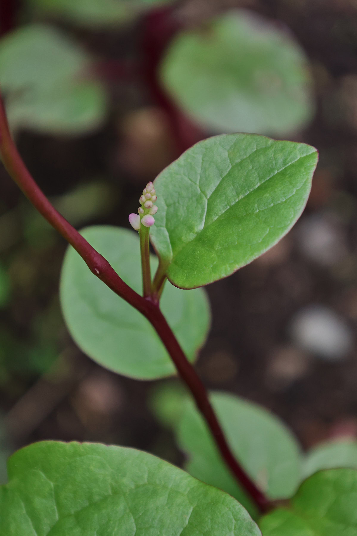 malabar spinach plants growing in a garden