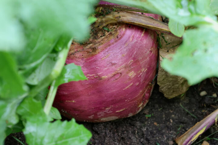 a marian rutabaga plant growing in a garden