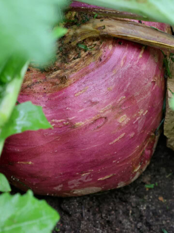 a marian rutabaga growing in a garden