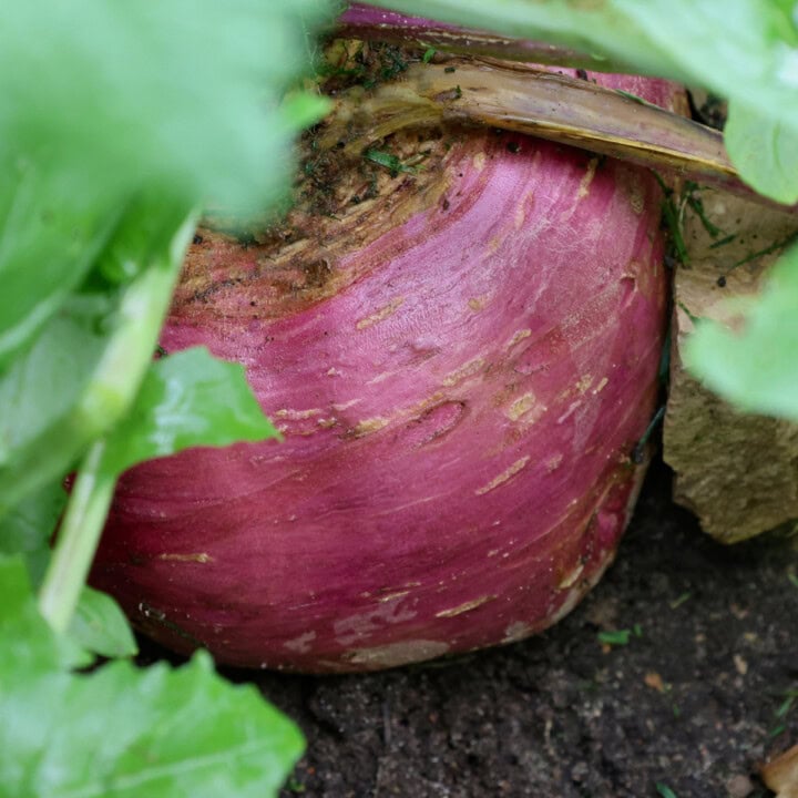 a marian rutabaga growing in a garden