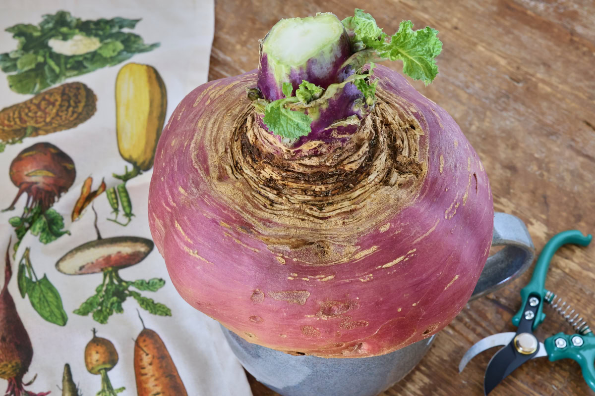 a marian rutabaga sitting atop a bowl with a kitchen towel and pruning shears alongside
