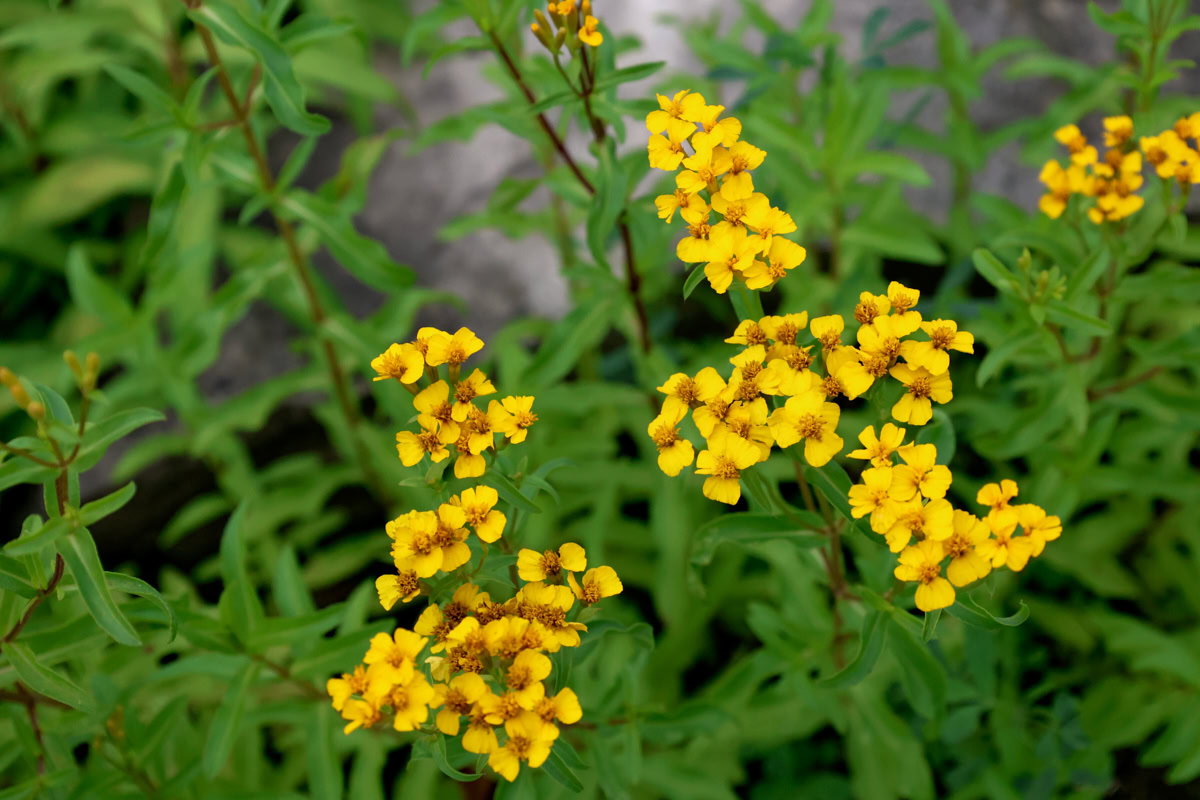 mexican mint marigold plants growing in a garden