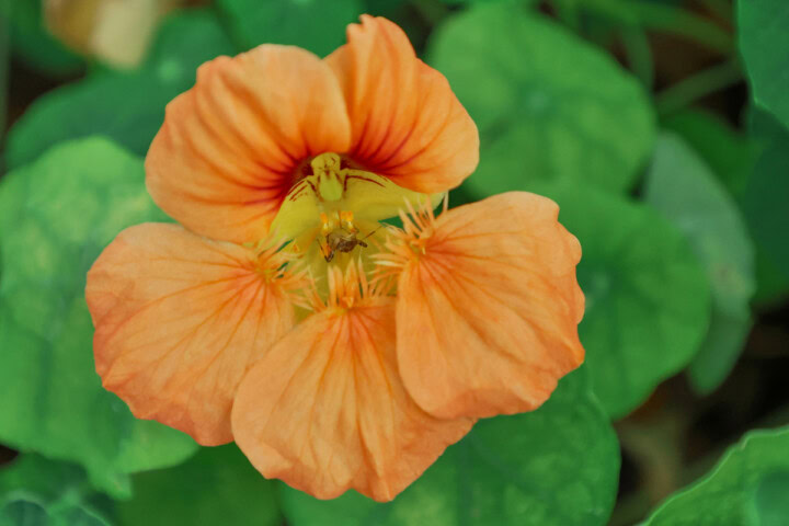 orange flowering nasturtium plants growing in a garden with an insect inside of a bloom
