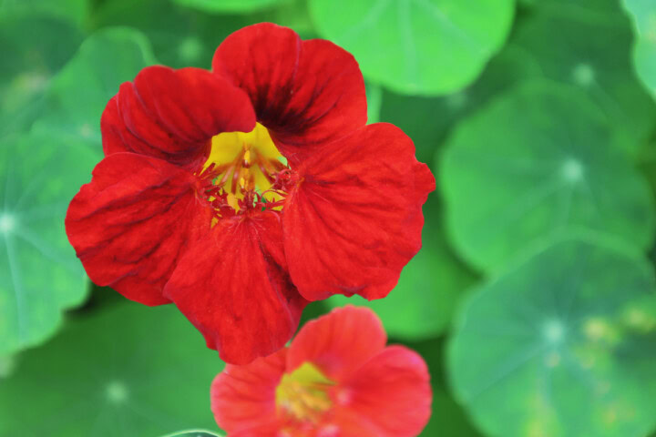 flowering tip-top mahogany nasturtium plants growing in a garden