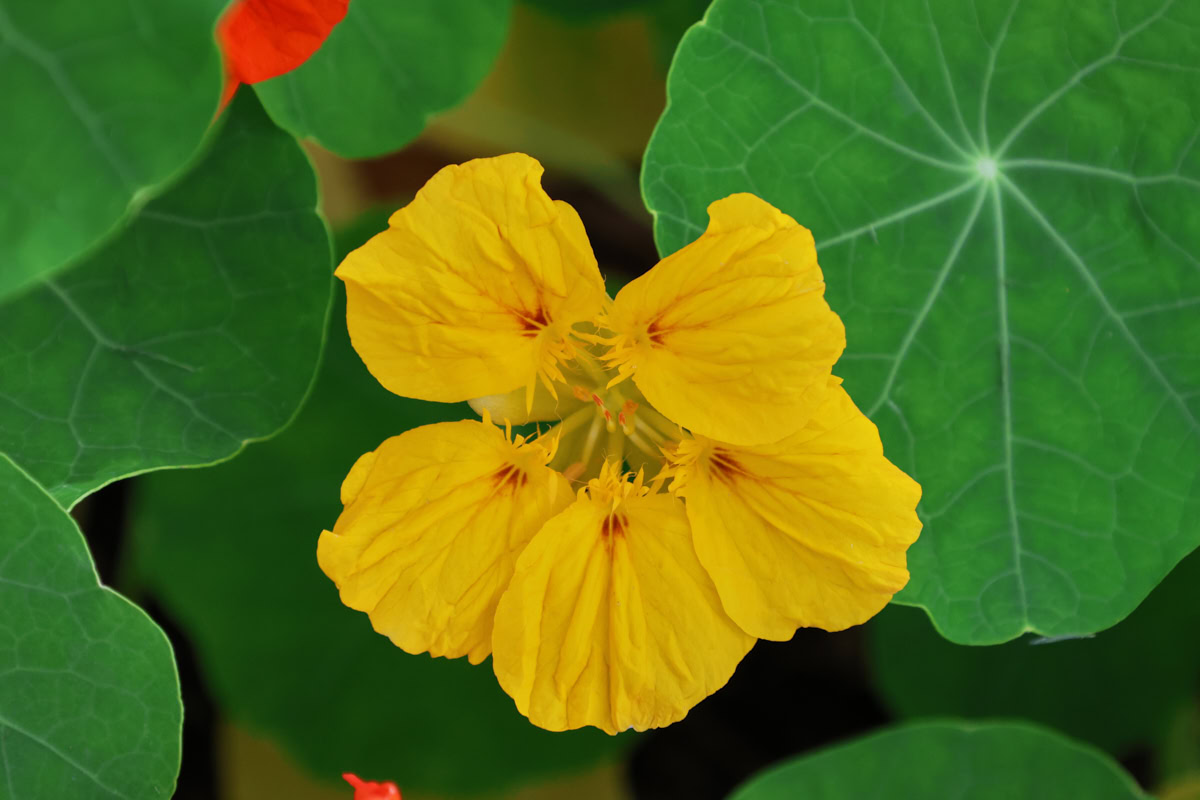 yellow flowering nasturtium plants growing in a garden