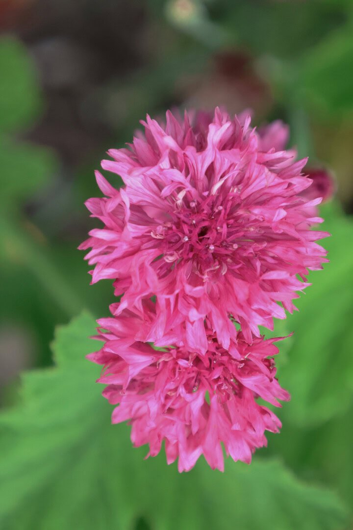 flowering pink cornflower plants growing in a garden