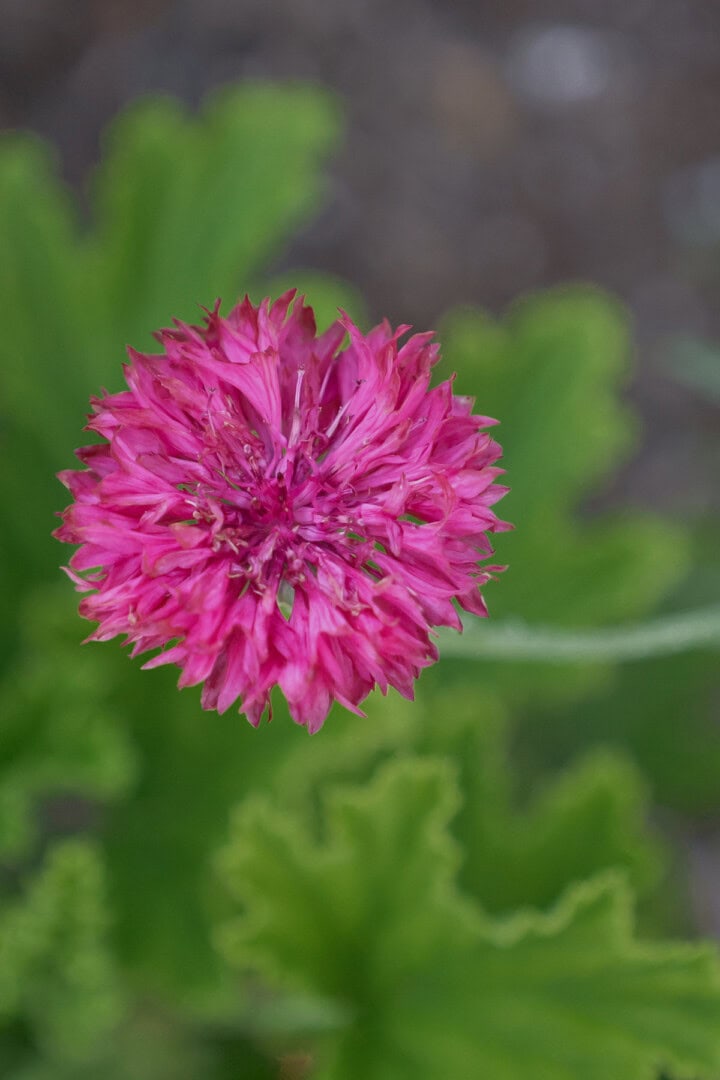 pink cornflower plants growing in a garden