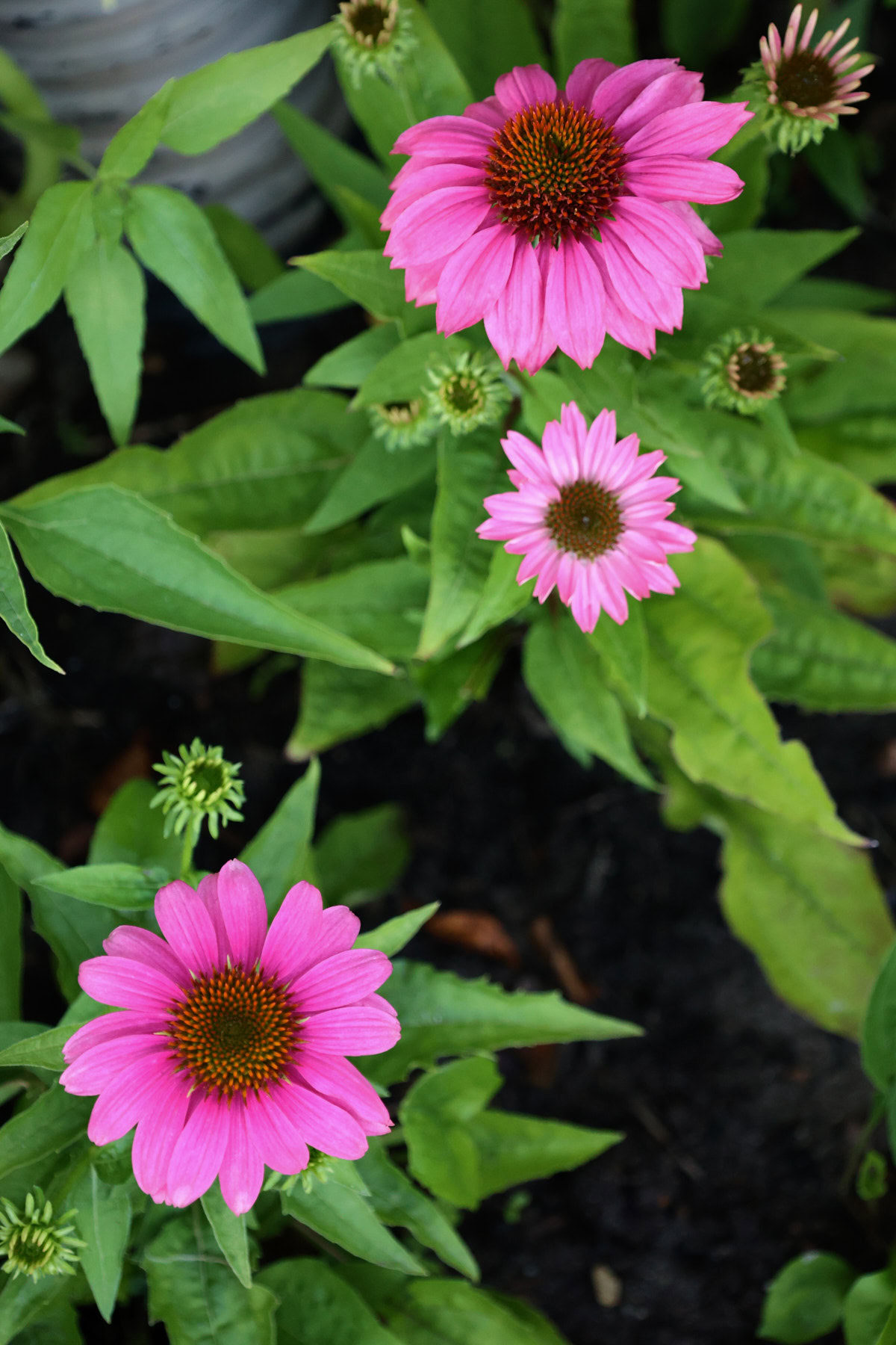 prairie splendor deep rose echinacea plants growing in a garden