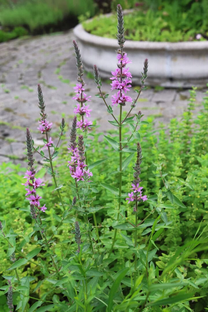 purple loosestrife plants growing in a garden