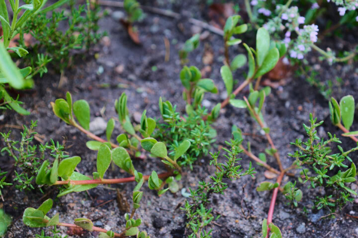 purslane and spanish thyme plants growing in a garden